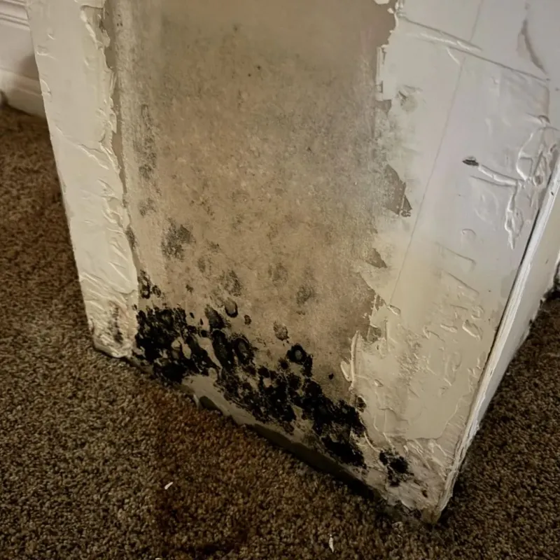 Professional Mold Removal in Conehatta, MS
